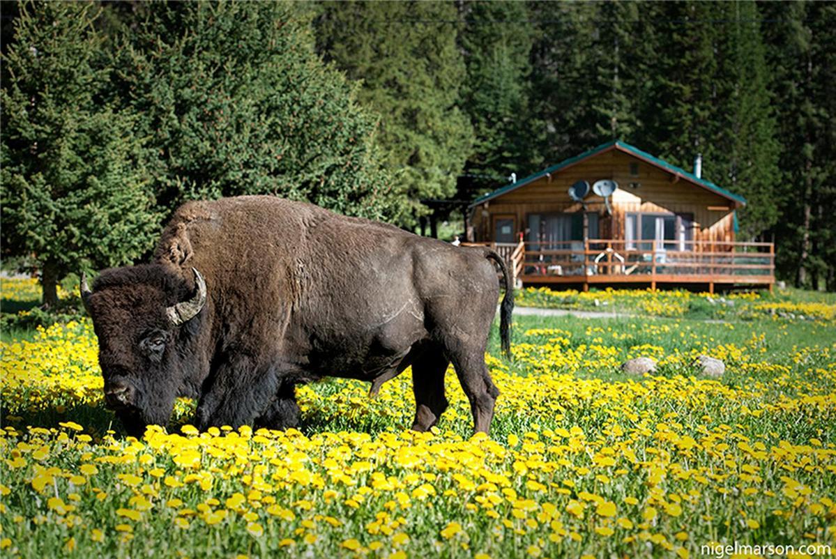 Silver Gate Lodging Cooke City Buitenkant foto